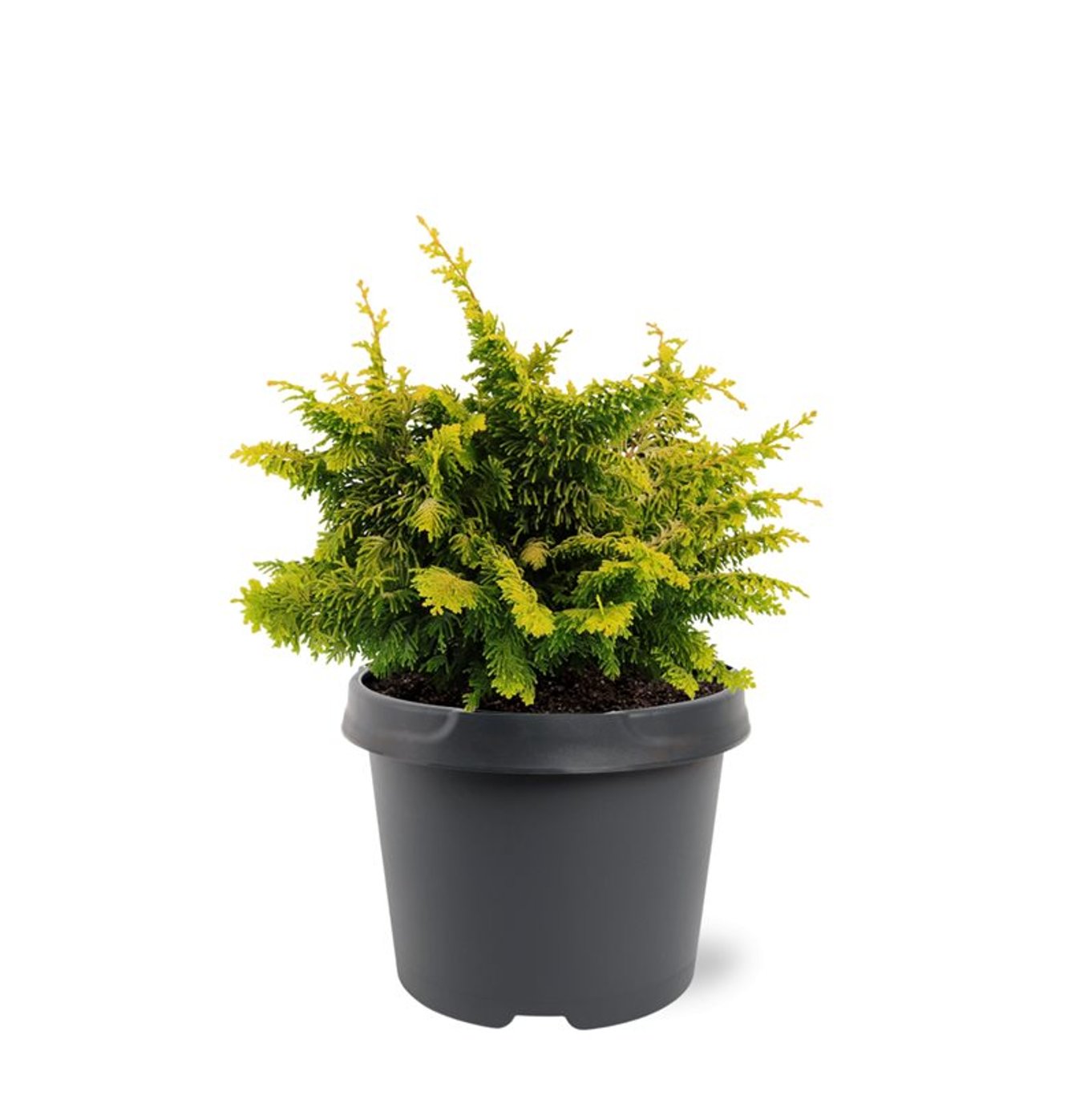 Chamaecyparis o. 'Fernspray Gold' - C3 20-25 CM